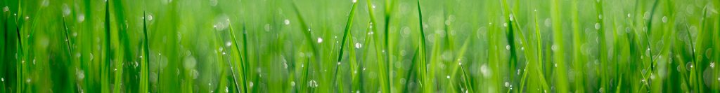 Freshly cut grass on a lawn